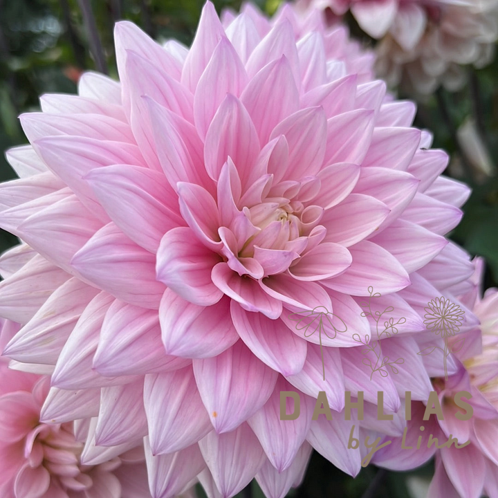 Dahlia Karma Prospero