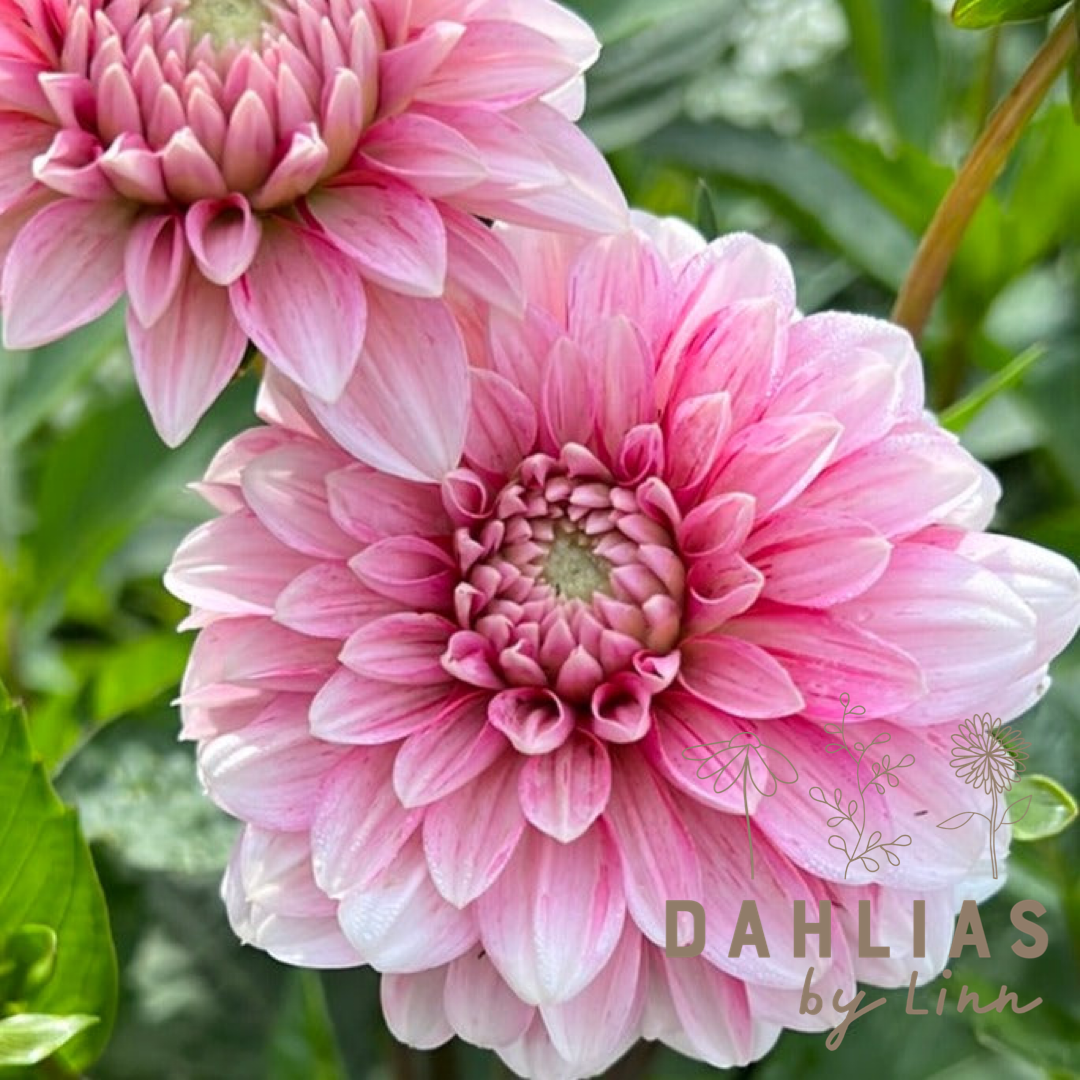 Dahlia Strawberry Cream