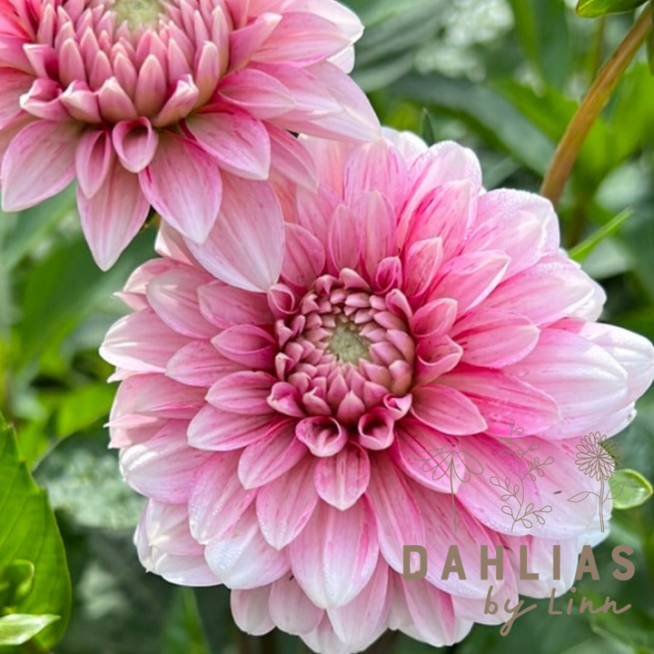 Dahlia Strawberry Cream