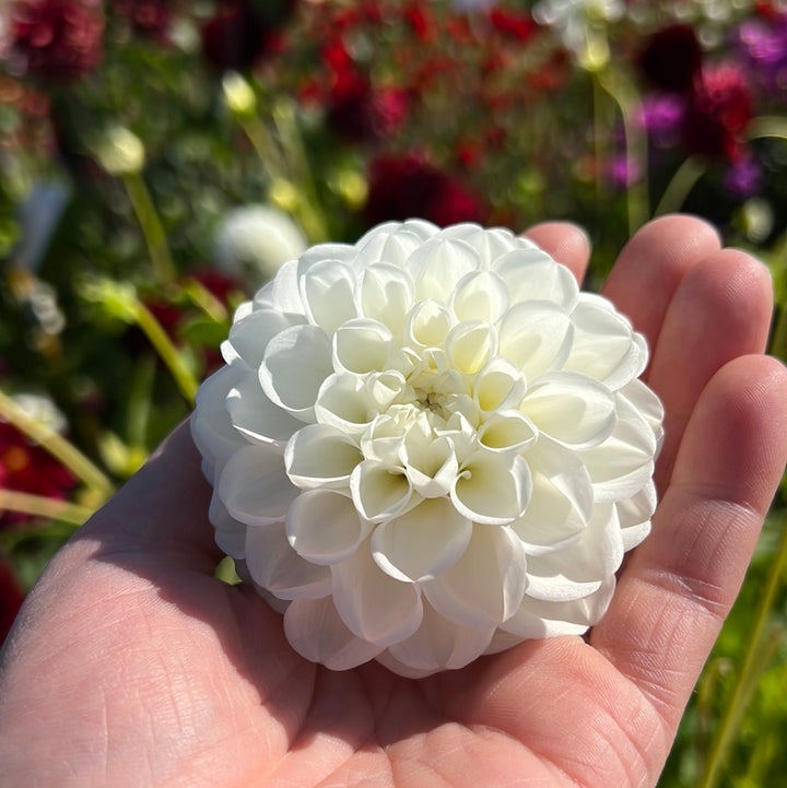 Dahlia Orsett Beauty