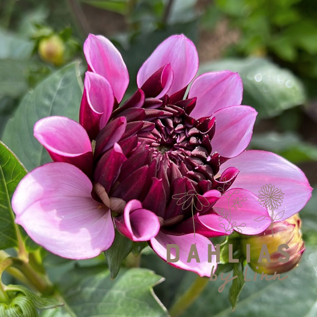 Dahlia Creme de Cassis UTGÅR!