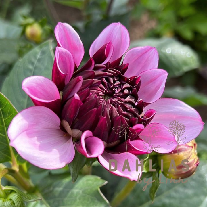 Dahlia Creme de Cassis UTGÅR!