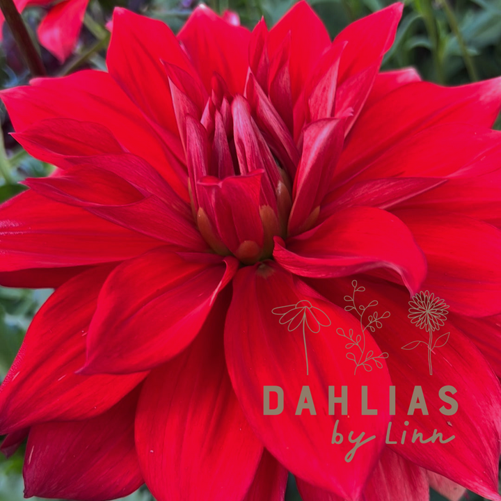 Dahlia Babylon Red
