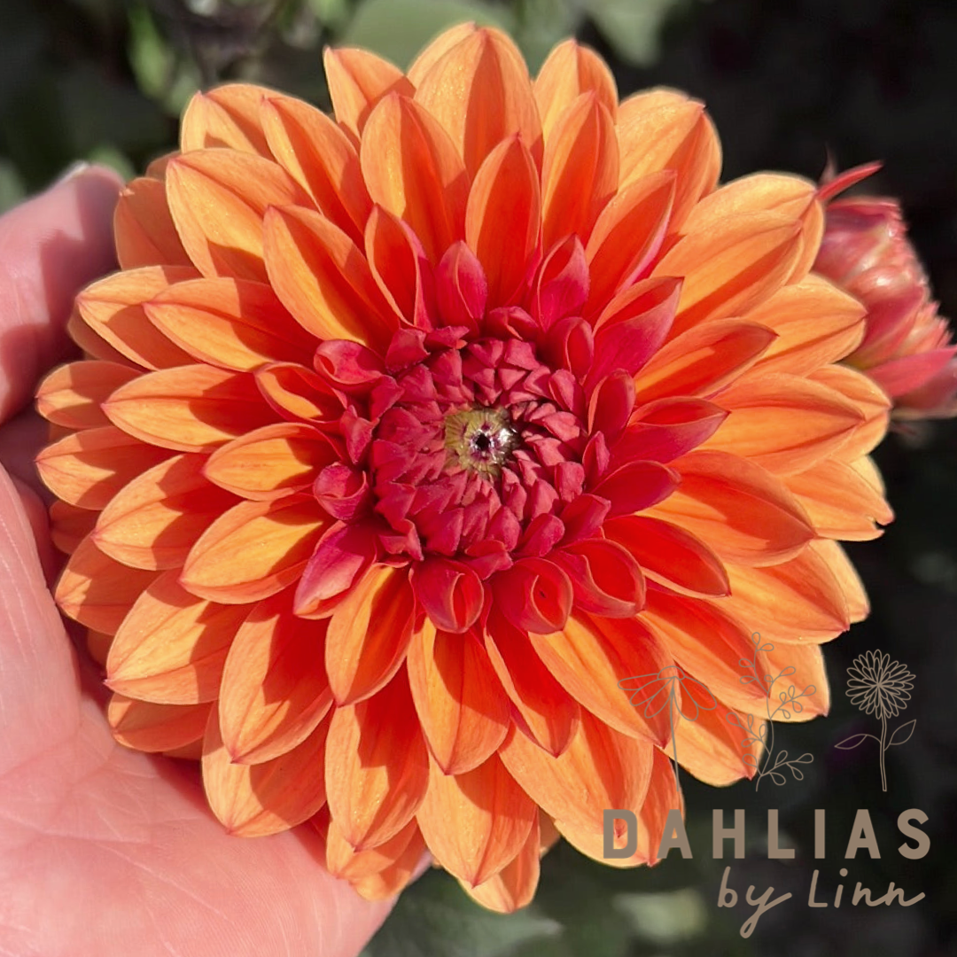 Dahlia Love of my Life Utgår!