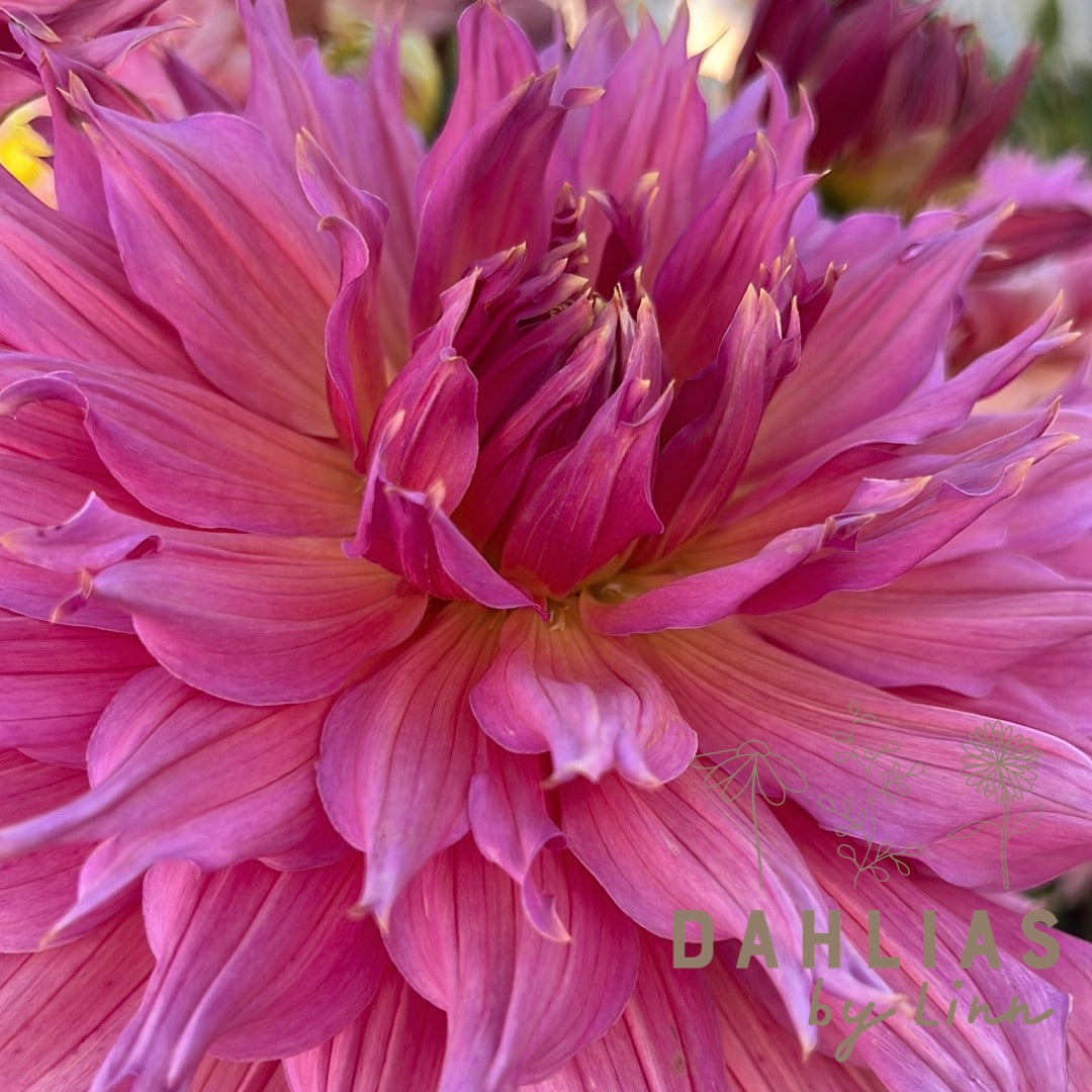 Dahlia Omega
