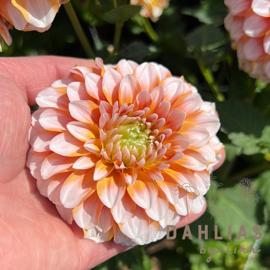 Dahlia Tangerine Dream