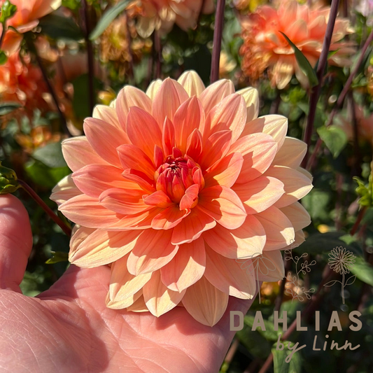 Dahlia Yvonne