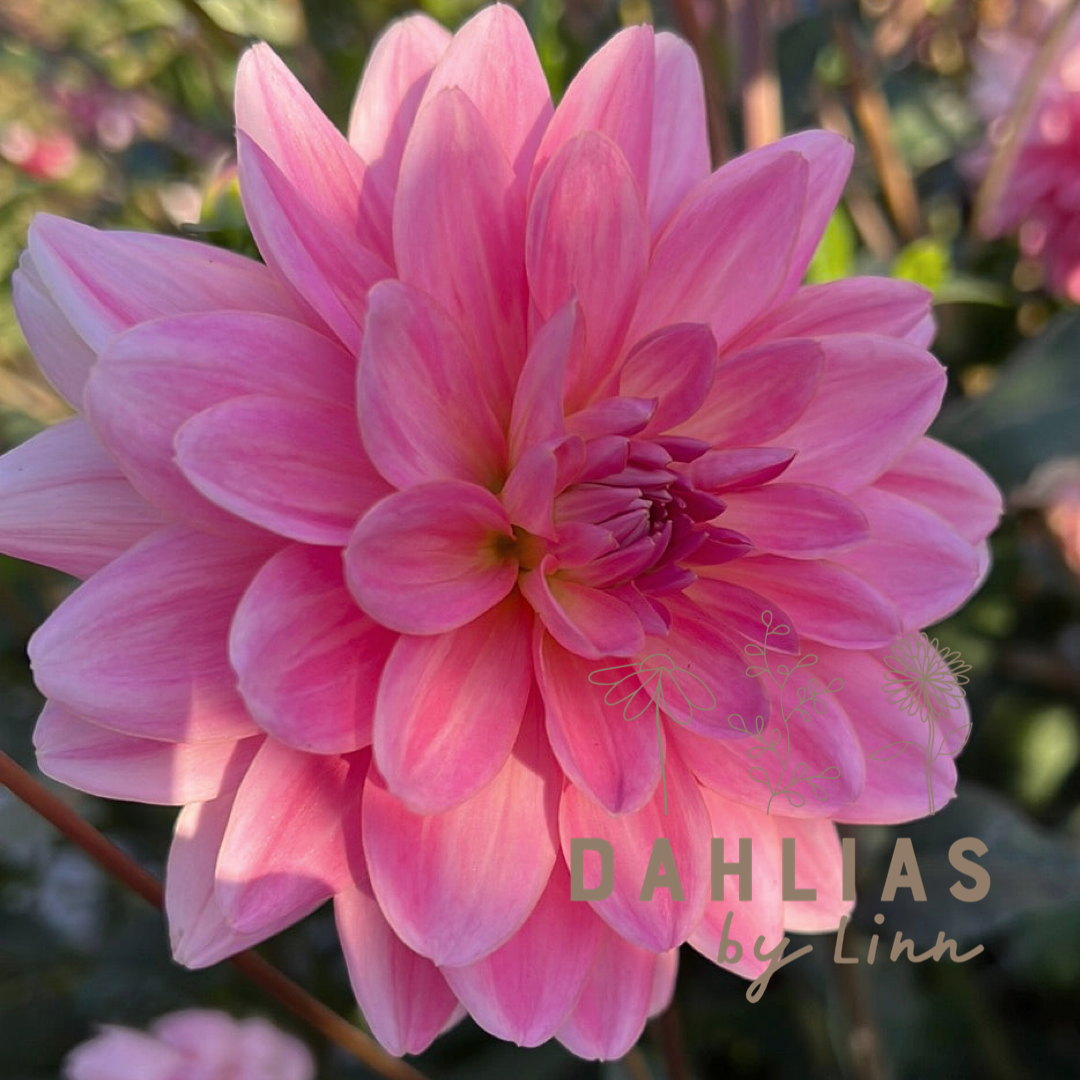 Dahlia Gerrie Hoek Utgår!