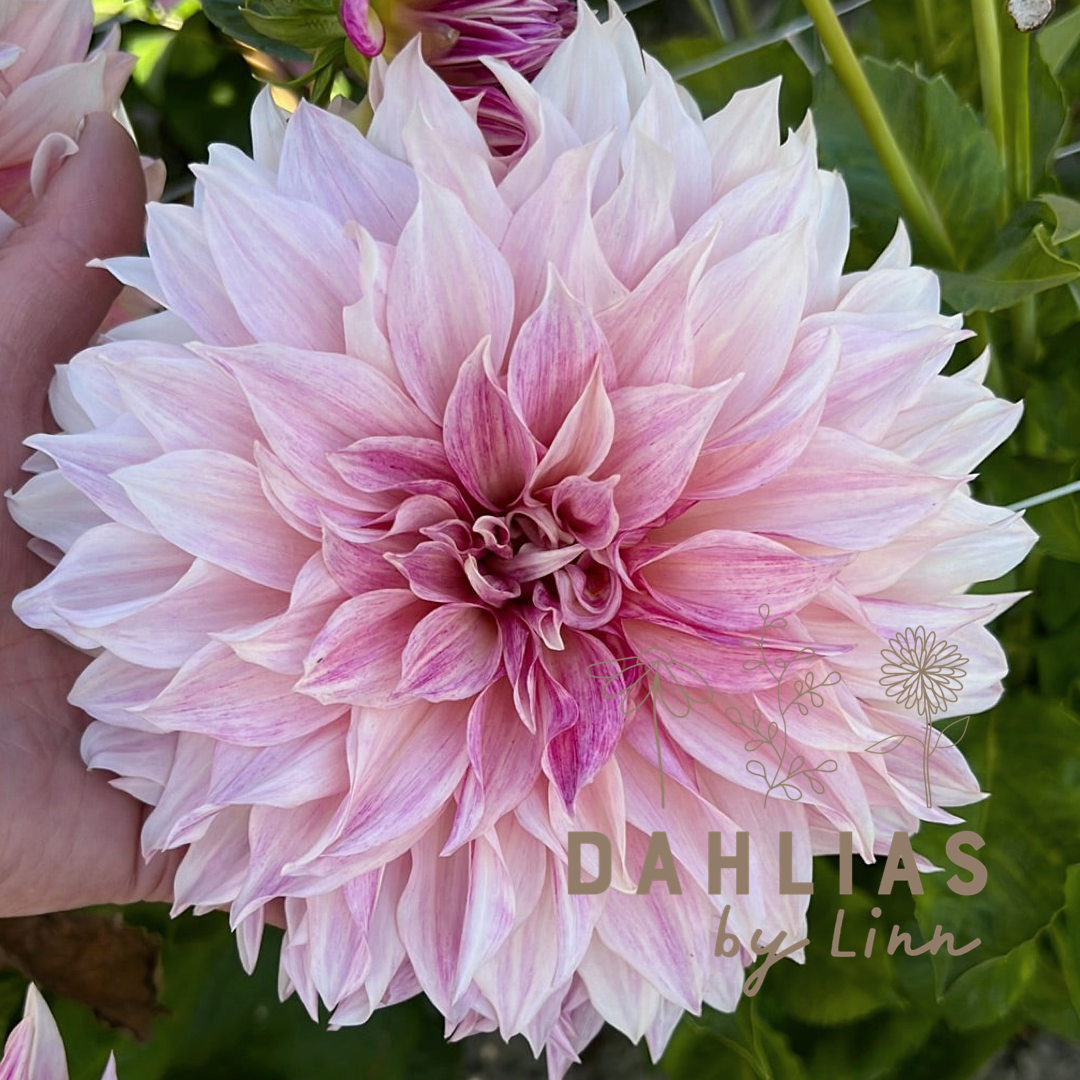 Dahlia Café au lait Royal