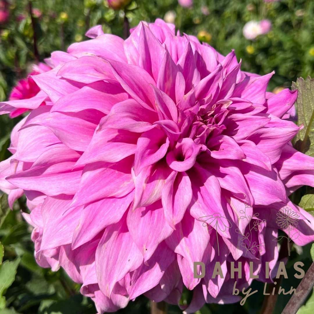 Dahlia Vassio Meggos Utgår!