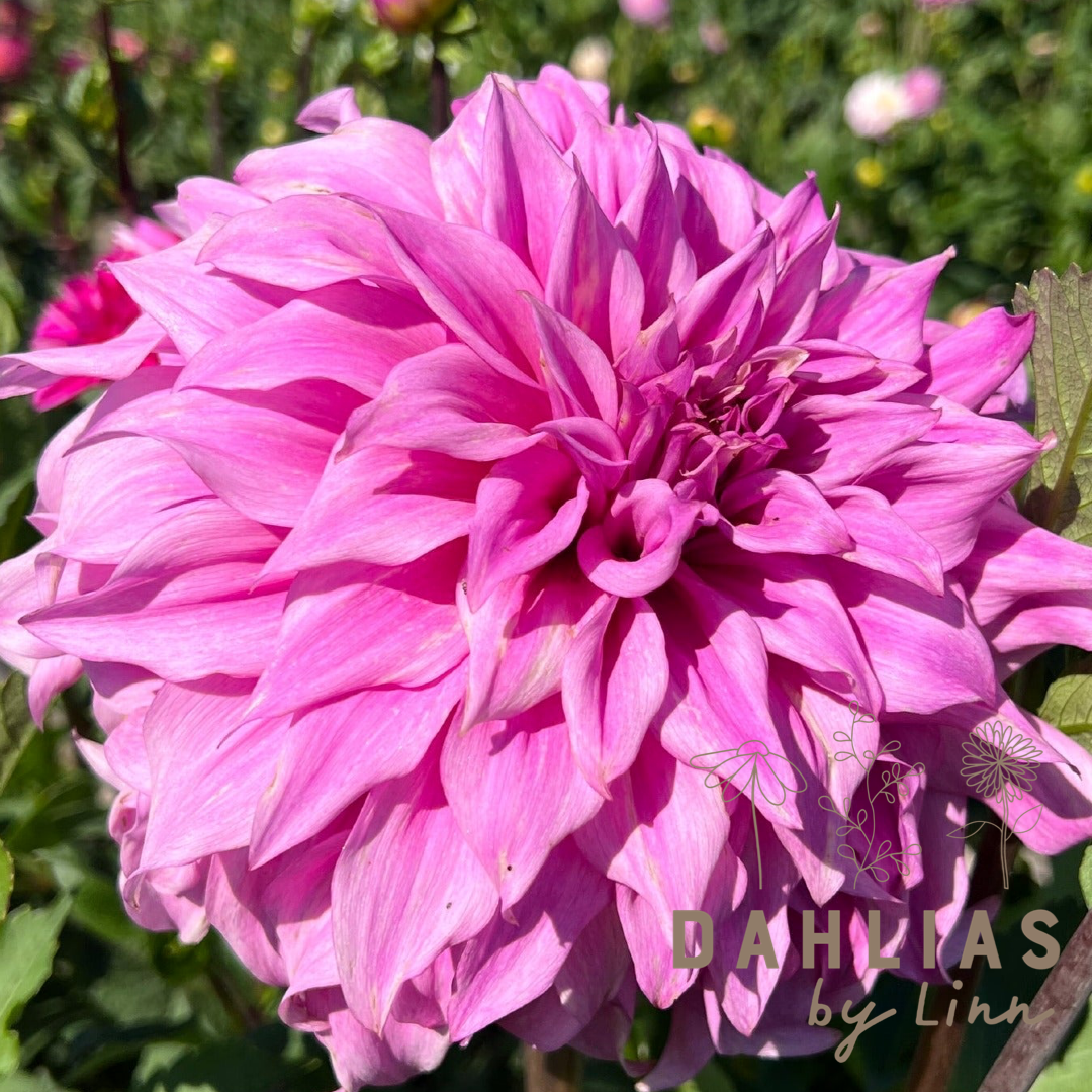 Dahlia Vassio Meggos