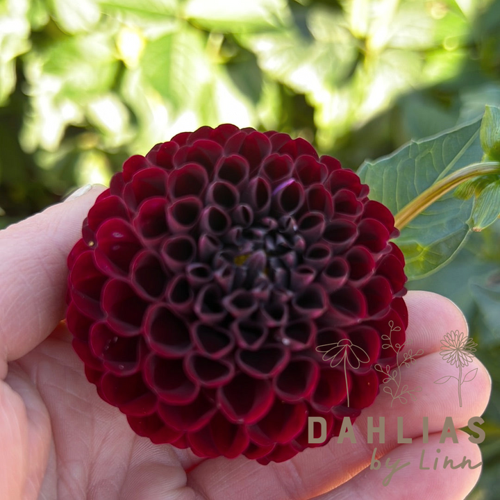 Dahlia Natal