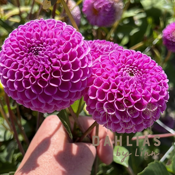 Dahlia Franz Kafka