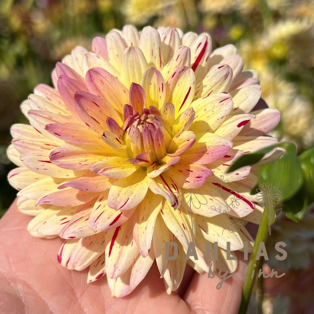 Dahlia Creme Silence