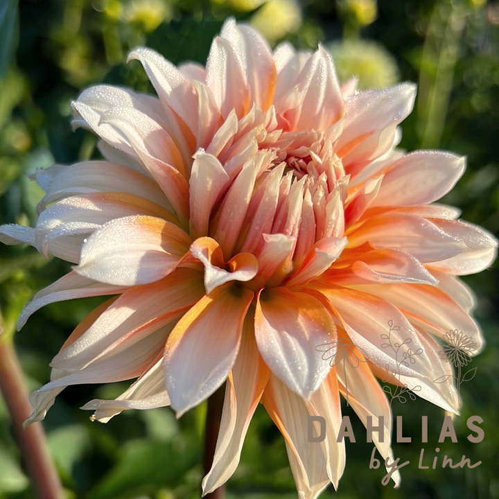 Dahlia Orange and Snow