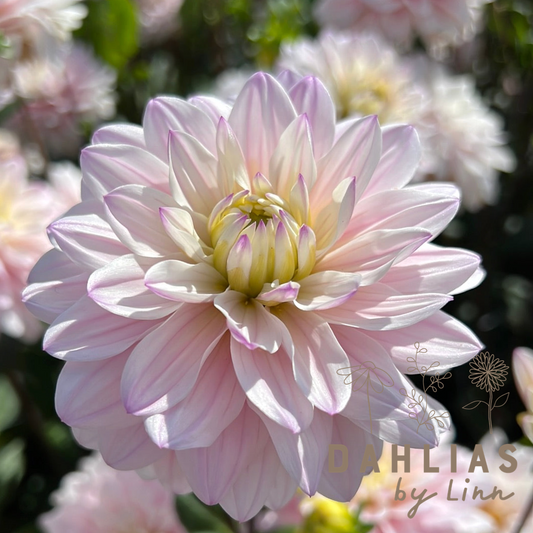 Dahlia Silver years