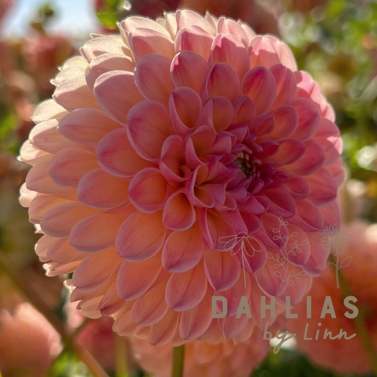 Dahlia L.A.T.E Utgår!