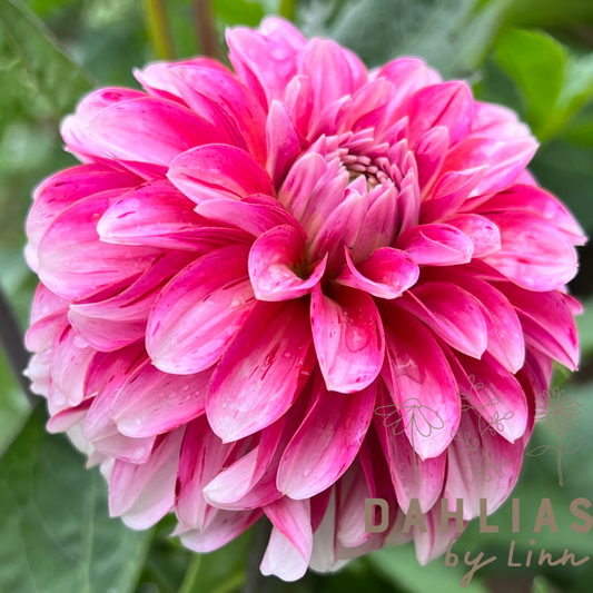 Dahlia Strawberry Cream