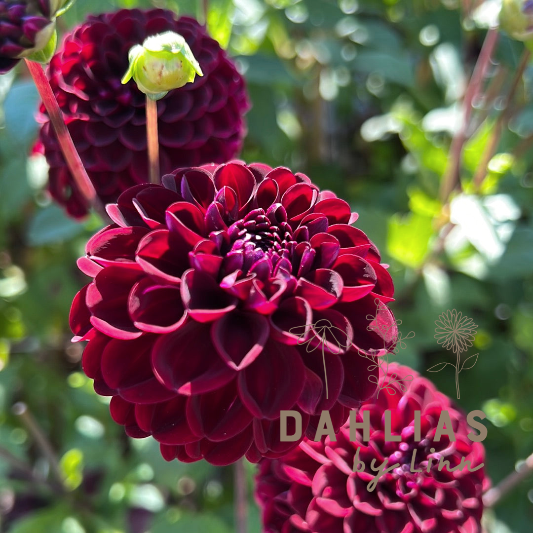 Dahlia Dark Spirit