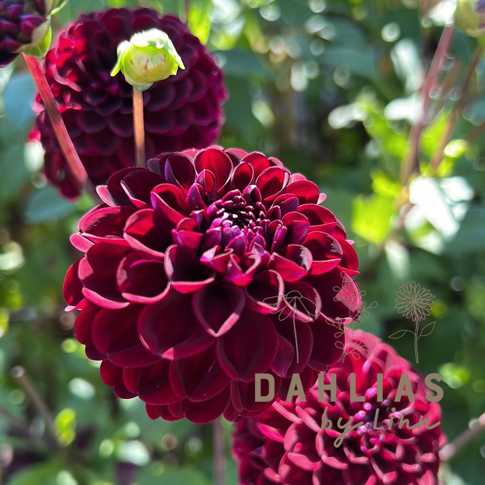 Dahlia Dark Spirit Dahlias By Linn