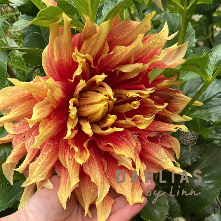 Dahlia Autumn Sunburst Utgår