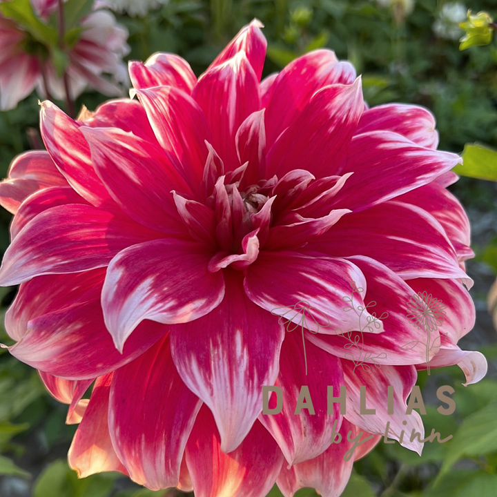 Dahlia Frost Nip