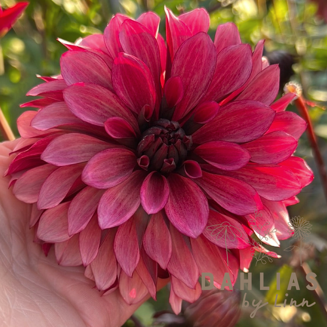 Dahlia Night Silence