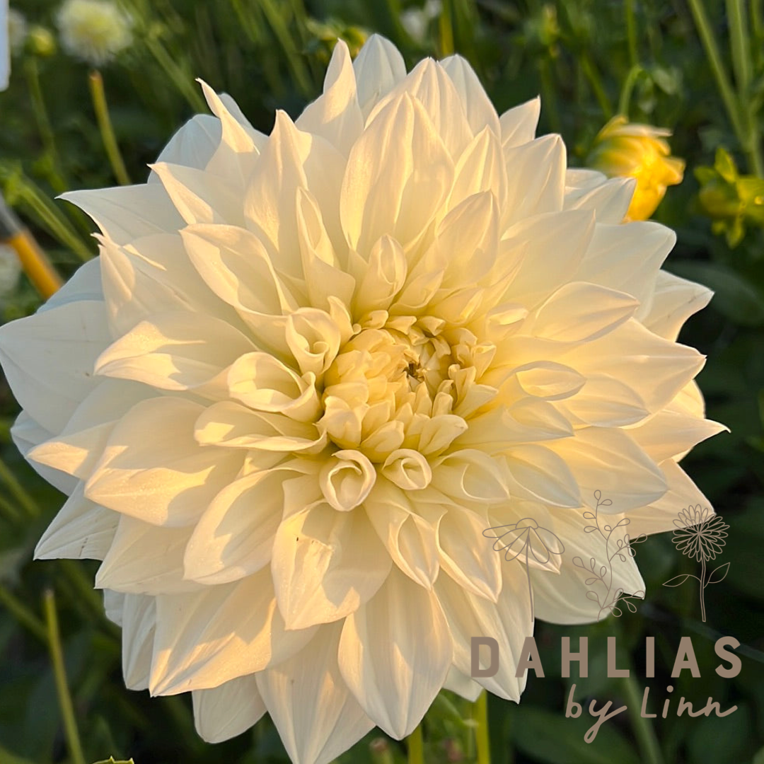 Dahlia White Perfection