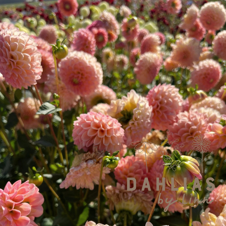 Dahlia L.A.T.E Utgår!