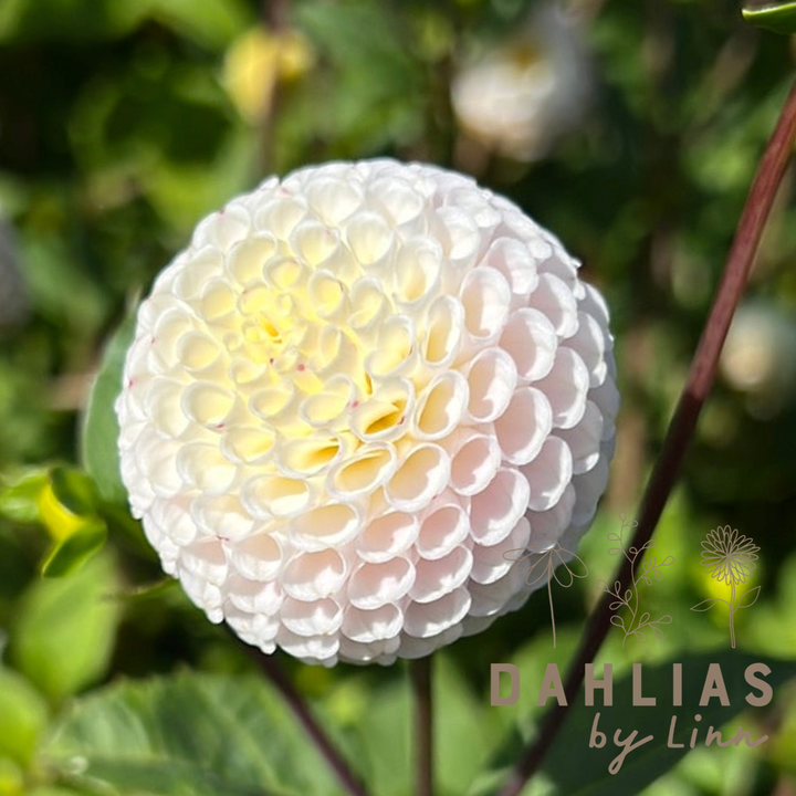 Dahlia Small World
