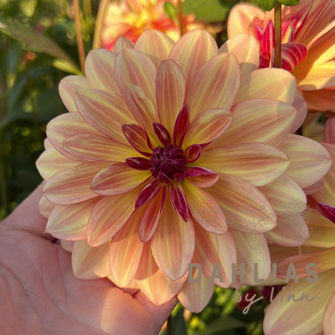 Dahlia Happy Butterfly