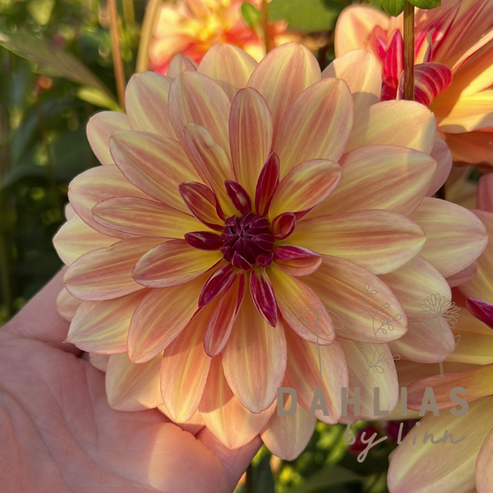 Dahlia Happy Butterfly
