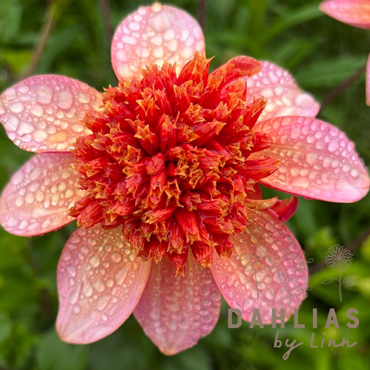Dahlia Totally Tangerine