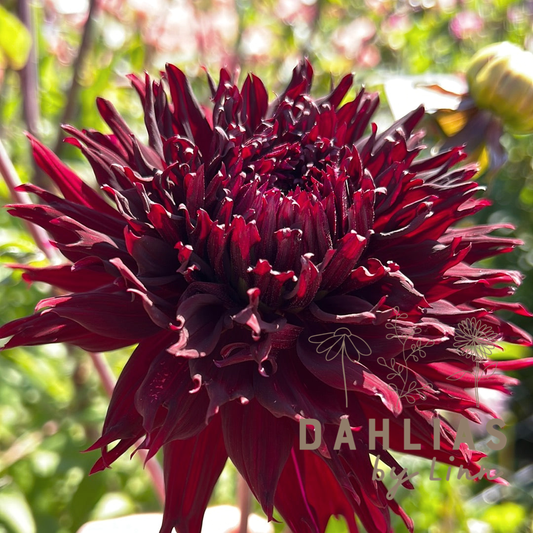 Dahlia Kenora Macop-b