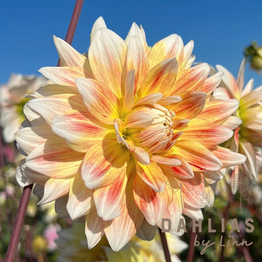 Dahlia Peaches and Cream Utgår!