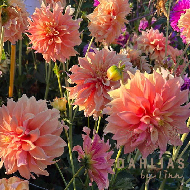 Dahlia Tyrell Utgår!