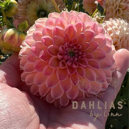 Dahlia L.A.T.E Utgår!