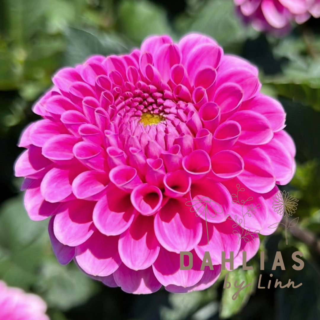 Dahlia Happy Hour – Dahlias By Linn