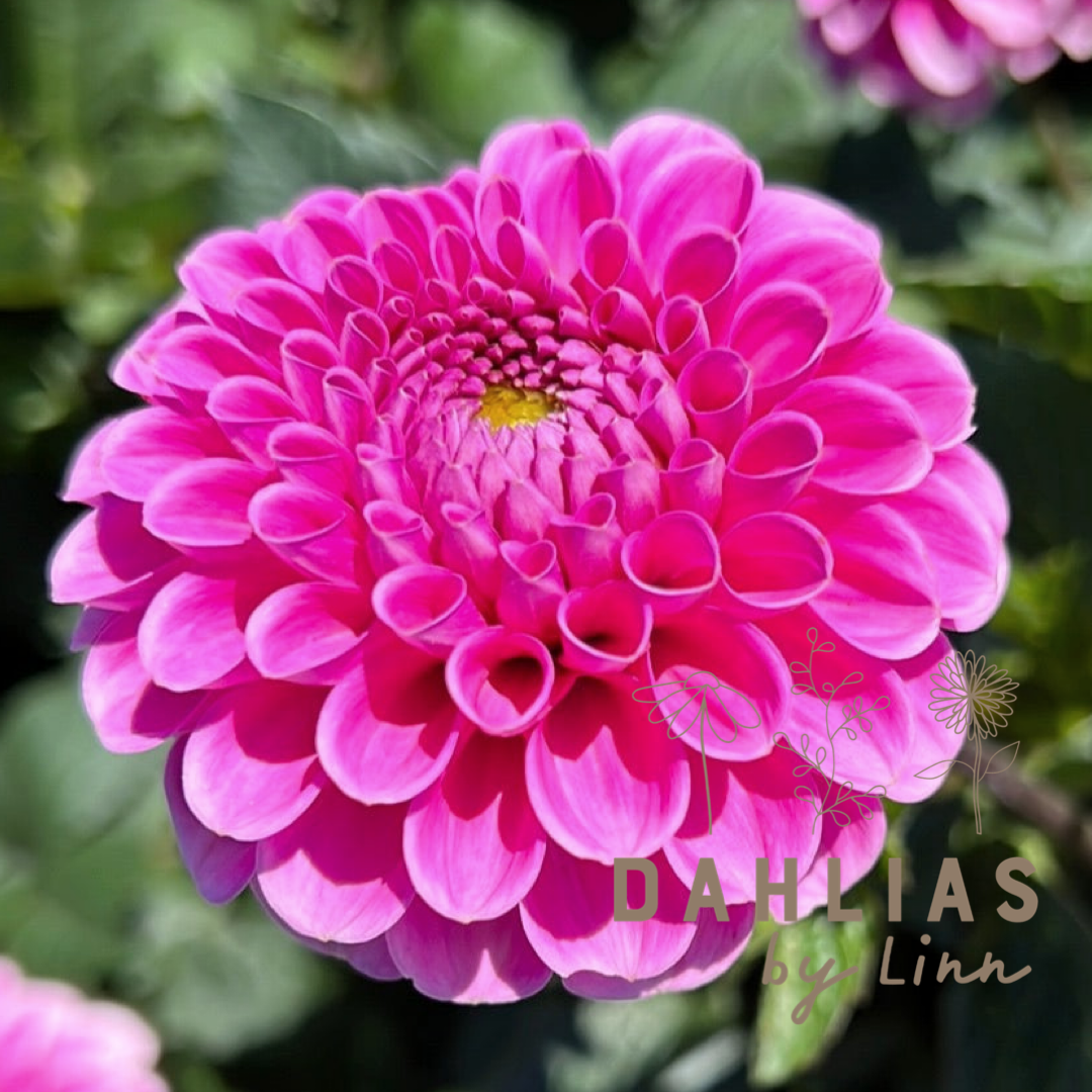 Dahlia Happy Hour