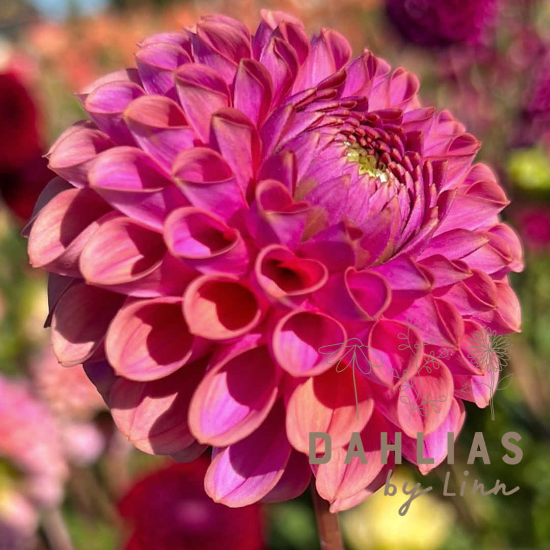 Dahlia Isabel