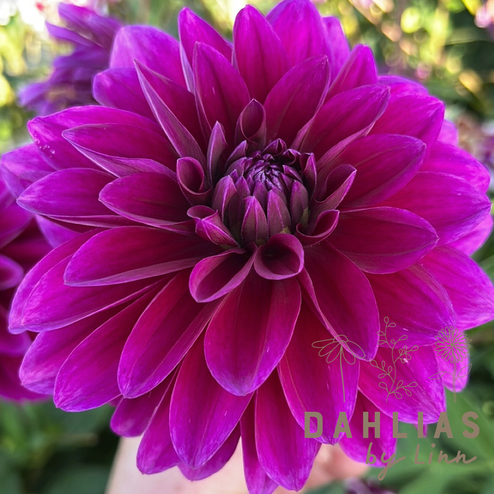 Dahlia Le Baron