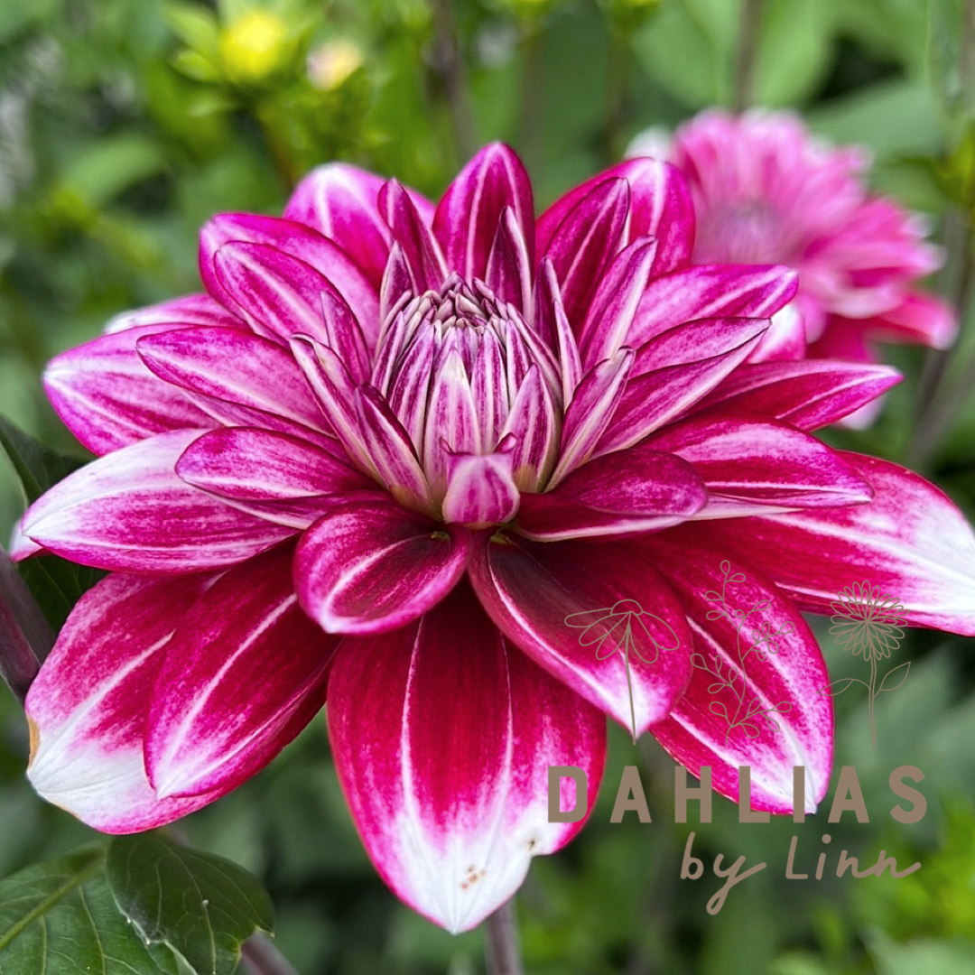 Dahlia Hemisphere