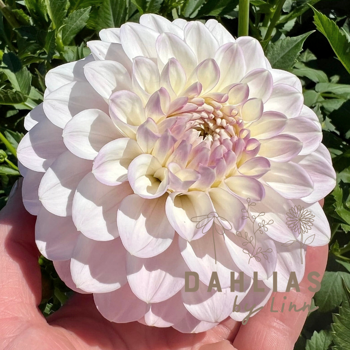 Dahlia Janick&