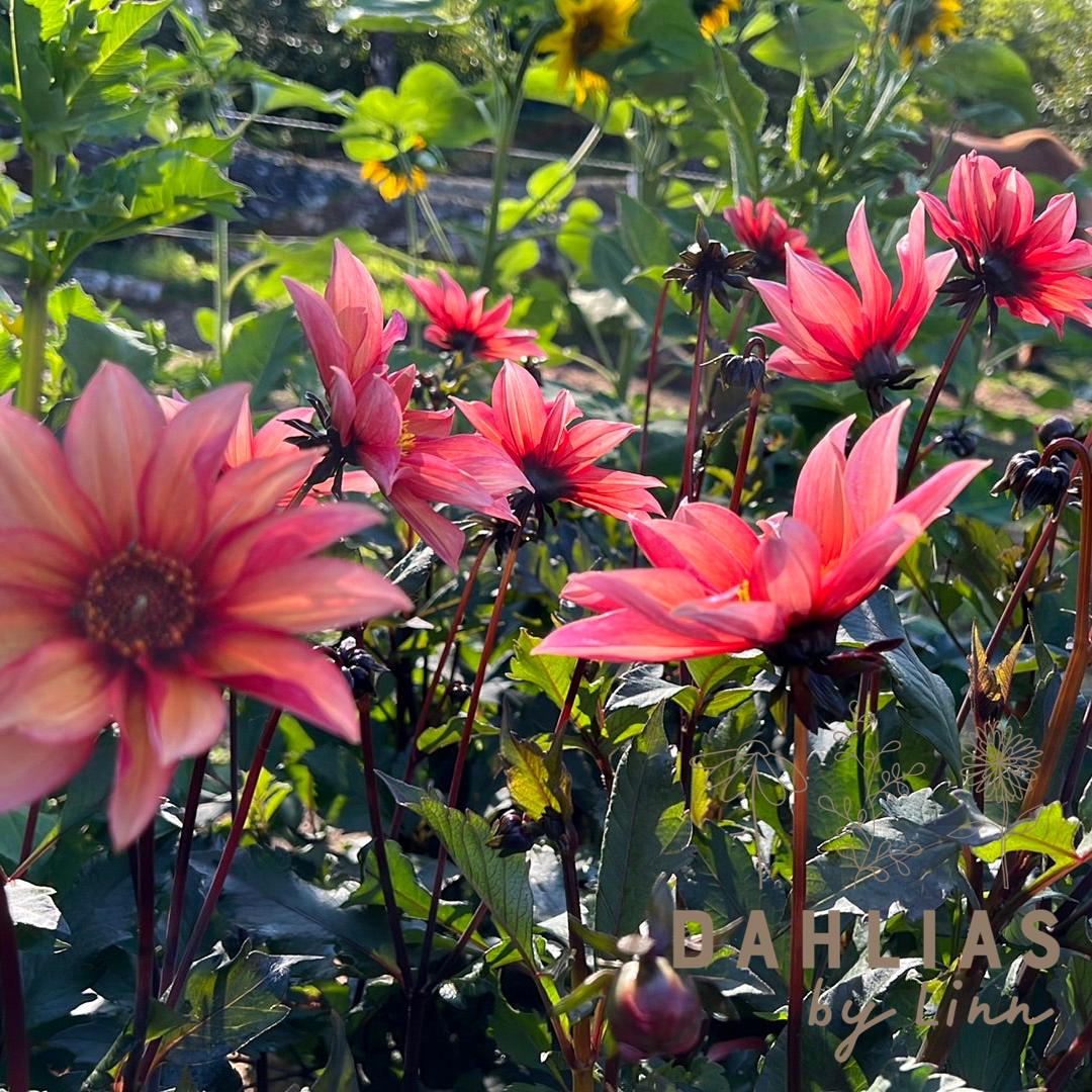 Dahlia Waltzing Mathilda