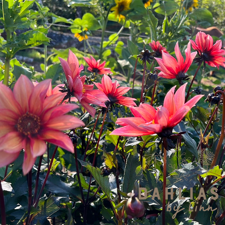 Dahlia Waltzing Mathilda
