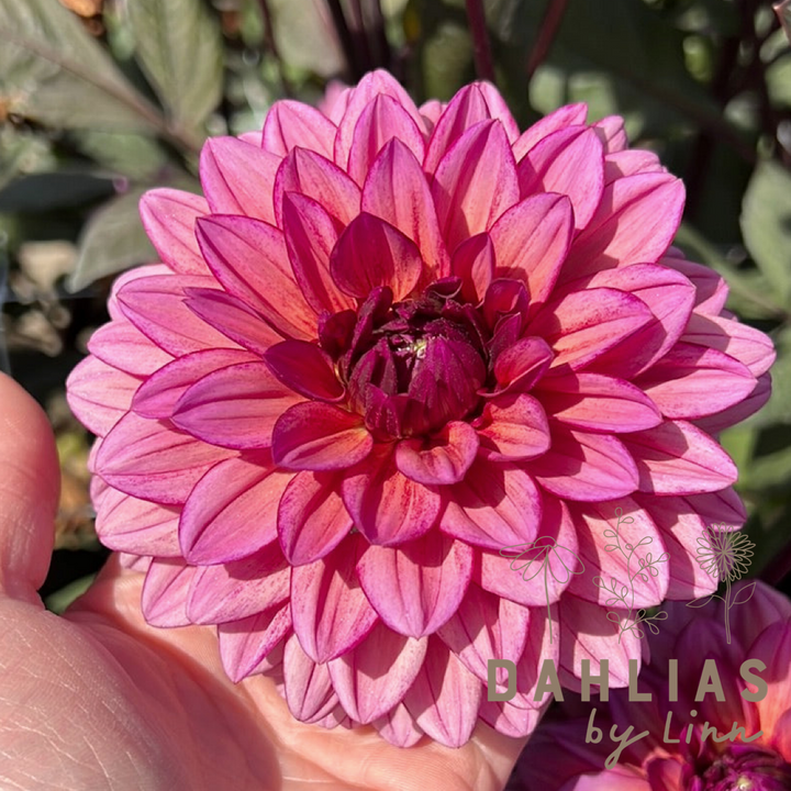 Dahlia Molly Raven