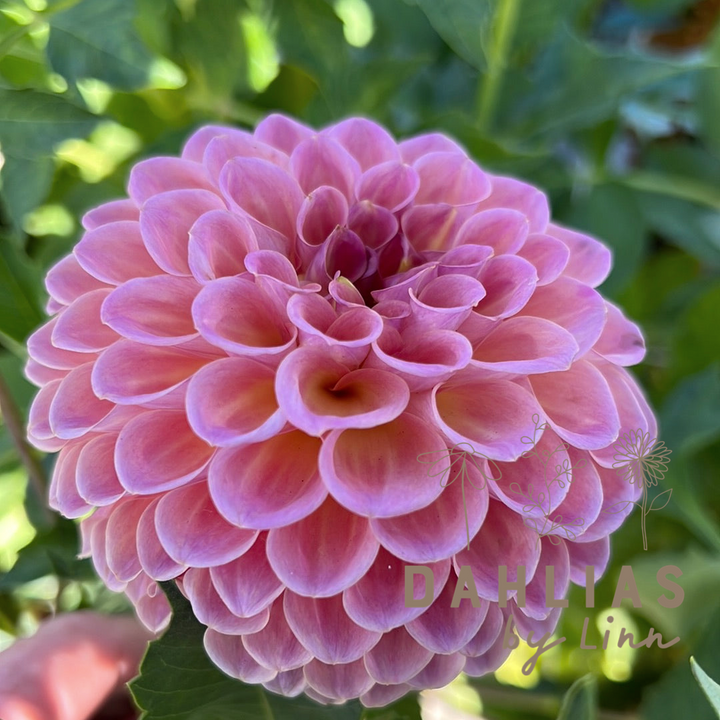 Dahlia Jowey Winnie UTGÅR! Alt. Caitlyns joy