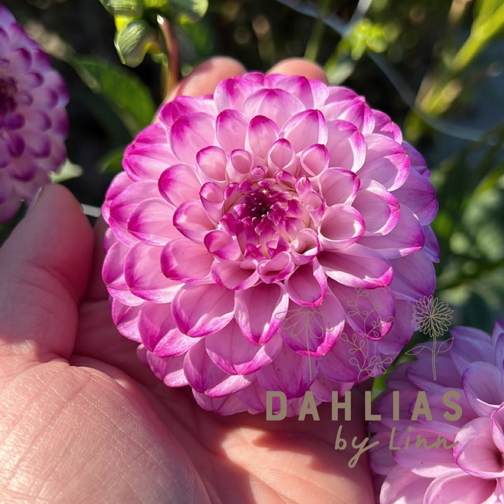 Dahlia Genova