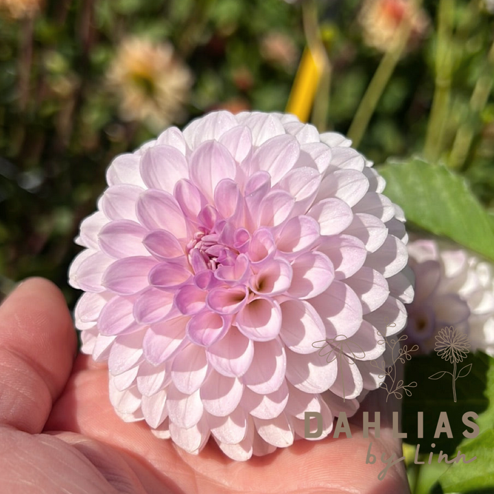 Dahlia Megan Dean