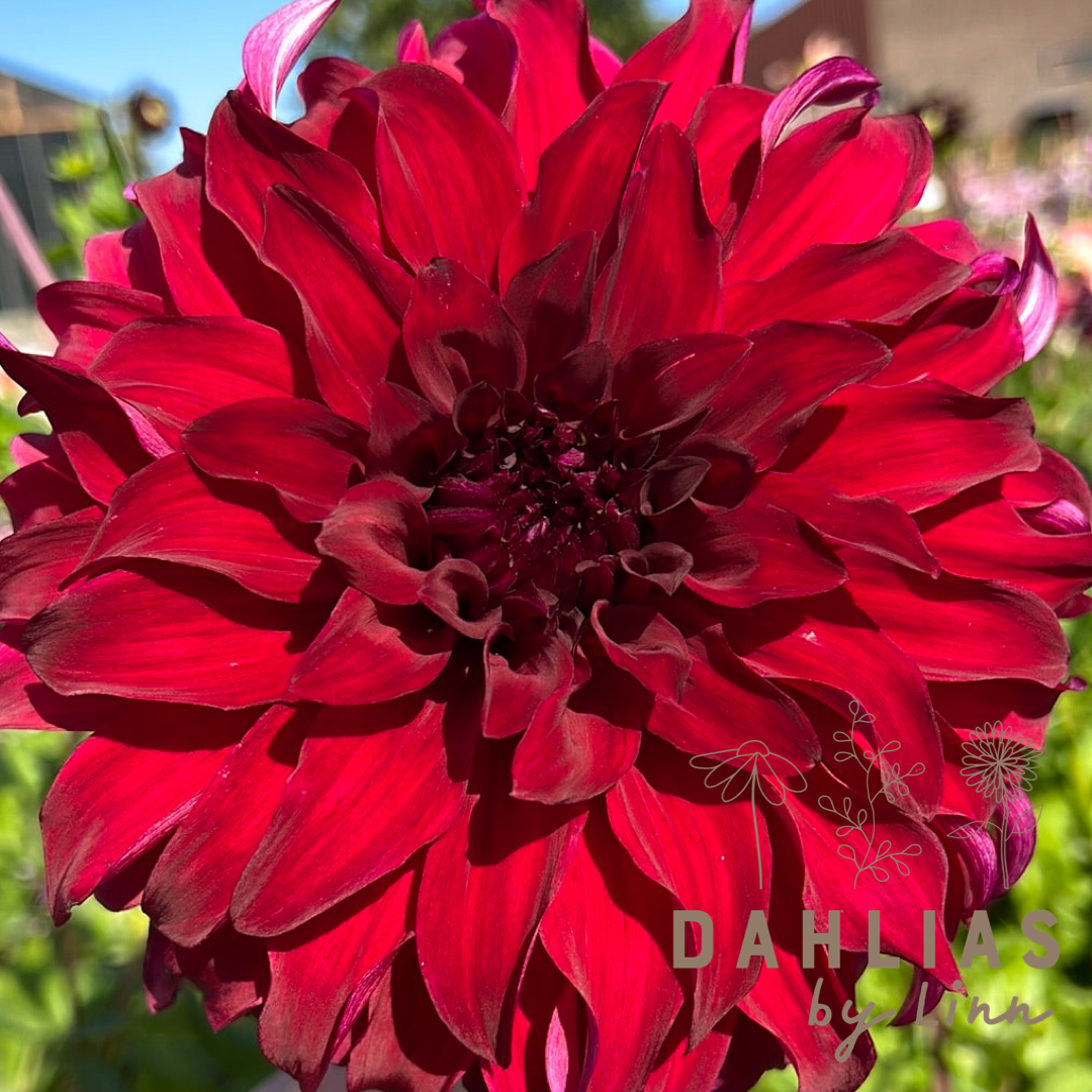 Dahlia Spartacus